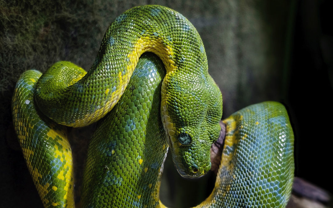 Why Does Evil Exist?